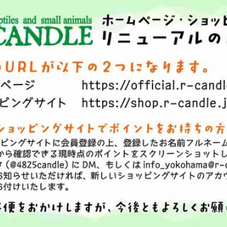 CANDLEブログ