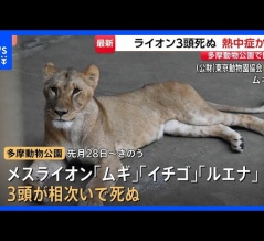 日本の動物園でライオンが熱中症で次々と死亡。海外から怒りの声も！？　海外の反応。