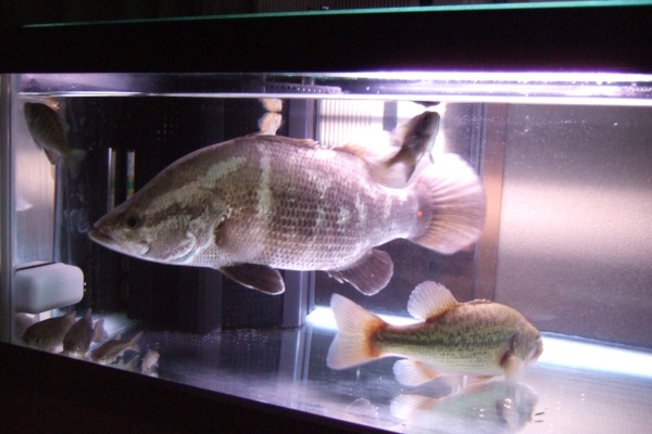 アカメの飼育とその画像 06