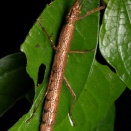 ケニアのナナフシ