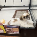 シーシー🤎