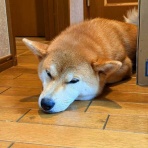 風太通信～柴犬風太の日記帳