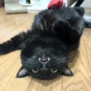 入りたがる猫たち