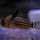 『8月29日(金)熱帯魚入荷情報🐟』の画像
