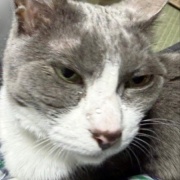 ネネちゃん、泣いてるの？何かあったの？