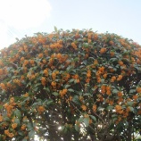 『金木犀は満開ですが…』の画像