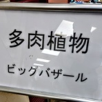 ユーフォルビア・オベサ・ドットコム