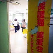 昨日は秘密結社ねこのひげ譲渡会♪