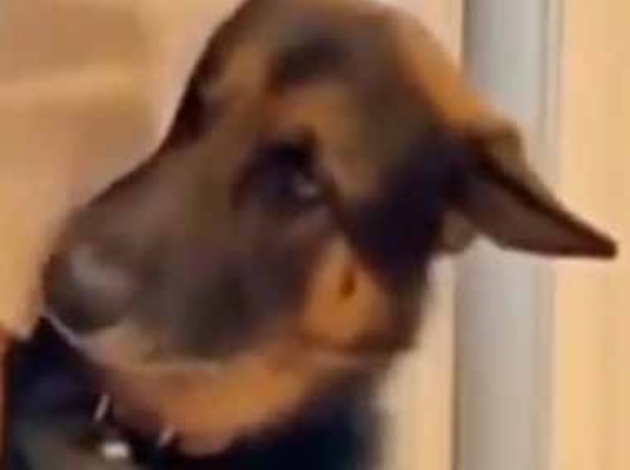 そんなことされたら困っちゃう！ 行かないでぇ～ → 犬は玄関でこうなります…