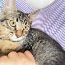里親さんを待ってる猫たち(9/13)