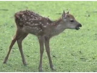奈良公園のシカ「過去最多の1687頭」と判明　去年より222頭増加　「過密状態」と指摘の“神の使い”　「奈良の鹿愛護会」が調査