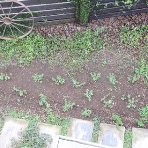 お庭づくり ヒメイワダレソウとクリーピングタイムを植えました Chairs And インテリアコーディネーター的ｄｉｙと暮らしのブログ Powered By ライブドアブログ