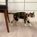 キャリコちゃん3歳になりました