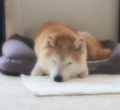 貫太じいちゃんの寝顔♪