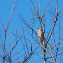 岸和田市蜻蛉池公園で出会った小鳥達