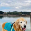 🦆🦆🦆さん、こんにちわん