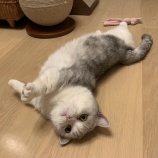 『[イコラブ] 指原莉乃「床暖房はじめました。」ごろうかわいい【=LOVE(イコールラブ)】』の画像