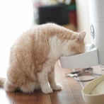 なぜ猫は餌を残すのか？岩手大の研究グループが一つの答えを出す