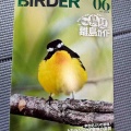 【お報せ】月刊BIRDER離島特集担当しました