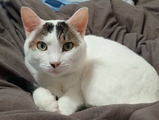 ポン太が夫に懐いている。と、オリーブ色の豆つくりました。