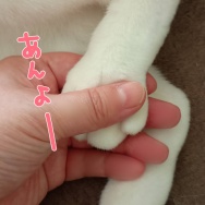 ニャン✕スクワットタイム。と、お花のちょうちょ作りました。