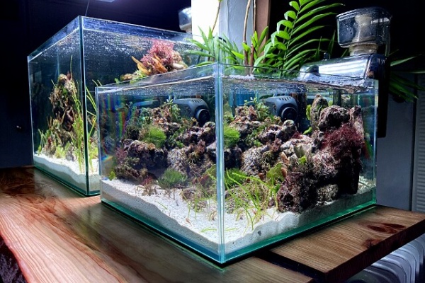Sonoアクアプランツファーム水草情報局 コラム ノウハウ 海藻 マリンボトルアクアリウム