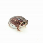 爬虫類倶楽部仙台店ブログ