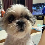 ふー と 菜種 の夢日記