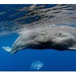 救助されたマッコウクジラ、ロープに引っかかり再び救出