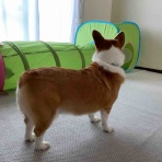 Hana＊Kota 里子コーギー姉弟の記録