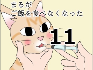 まるがご飯を食べなくなった11