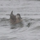 漁港にトモエガモ雌 Baical Teal