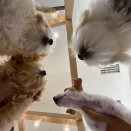 わんこ達の会議🐶