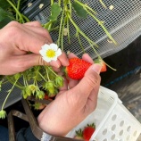 『イチゴ狩りinいちごランド(田布施)』の画像