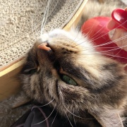 【猫写真】母に寄り添うマロちゃん