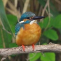 カワセミ（ちょっとだけ近くで撮影）