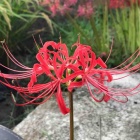 『曼珠沙華』の画像