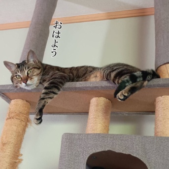 髪切りたい。と、これまた微妙…お花の波石つくりました。