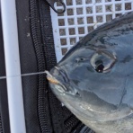 鮎釣り師ガバチャのひとり言