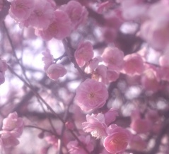 紅梅を見にわんことお写ん歩