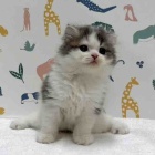 『新しいねこちゃんの紹介です😸』の画像