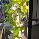 【神5選：サラダレタス】光量不足の「徒長」を回避して毎朝の収穫を叶えるコスパ最強野菜