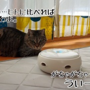 怖いもの知らずの怖いもの。