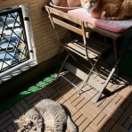 だいじろう日和。