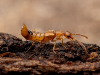 好蟻性のアカニセセミゾハネカクシ