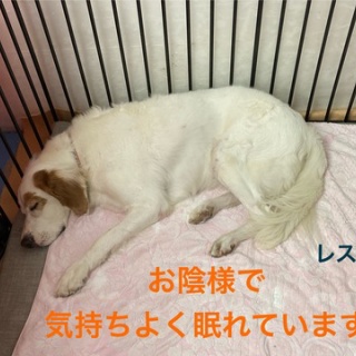 GUNDOG RESCUE CACI 活動ブログ