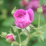 兼業ですので、そこそこで