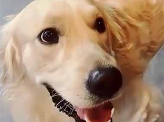 イヌに複数の薬を一度に飲ませるのは難しい → こうしてみた…