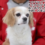 『【里親募集中】MIX犬のオーラくん』の画像