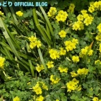 神崎みどり  OFFICIAL  BLOG